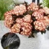 Tuinhortensia 'Light My Fire®' -Kleuren Tuin Verkoopwinkel 9039614902302