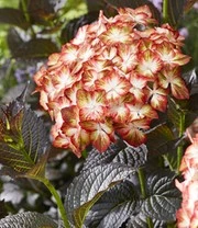 Tuinhortensia 'Light My Fire®' 5 Tuinhortensia 'Light My Fire®' - Afbeelding 3