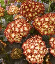 Tuinhortensia 'Light My Fire®' 6 Tuinhortensia 'Light My Fire®' - Afbeelding 4