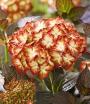 Tuinhortensia 'Light My Fire®' 7 Tuinhortensia 'Light My Fire®' - Afbeelding 5