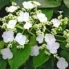 Klimhortensia 'Semiola®' -Kleuren Tuin Verkoopwinkel 9039670738974