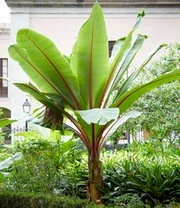 Bananen Collectie 6 Bananen Collectie - Afbeelding 4