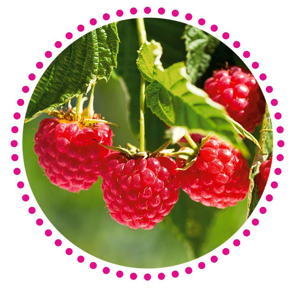 Kleuren Tuin Verkoopwinkel -Kleuren Tuin Verkoopwinkel